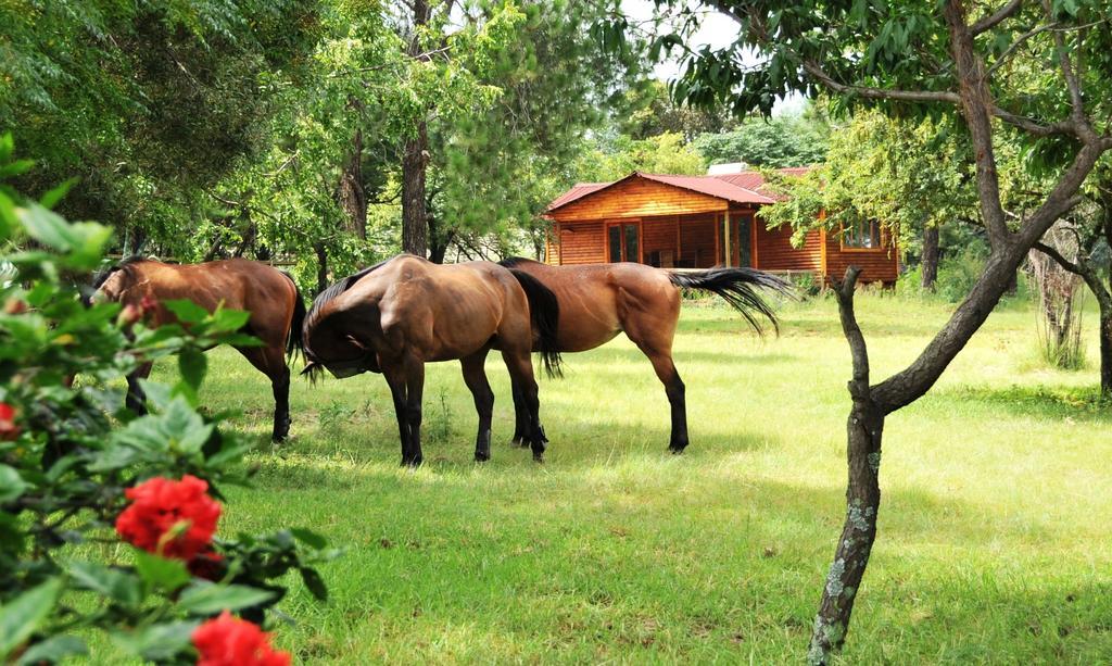 Pine Tree Lodge ミッドラント エクステリア 写真